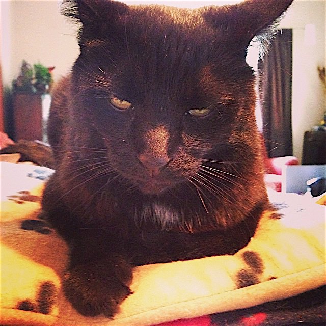 Grumpy Toby