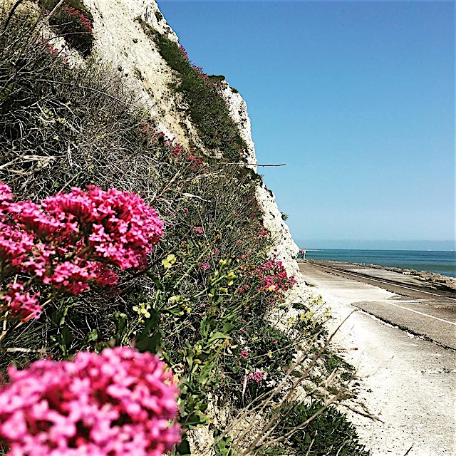 White cliffs, pink flowers and sunshine