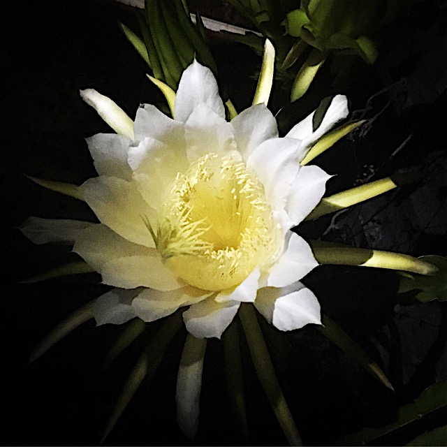 Dragon fruit flower